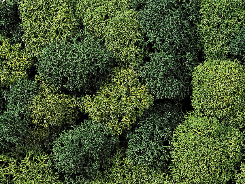 Dekorační mech zelený velké balení - Noch 08621